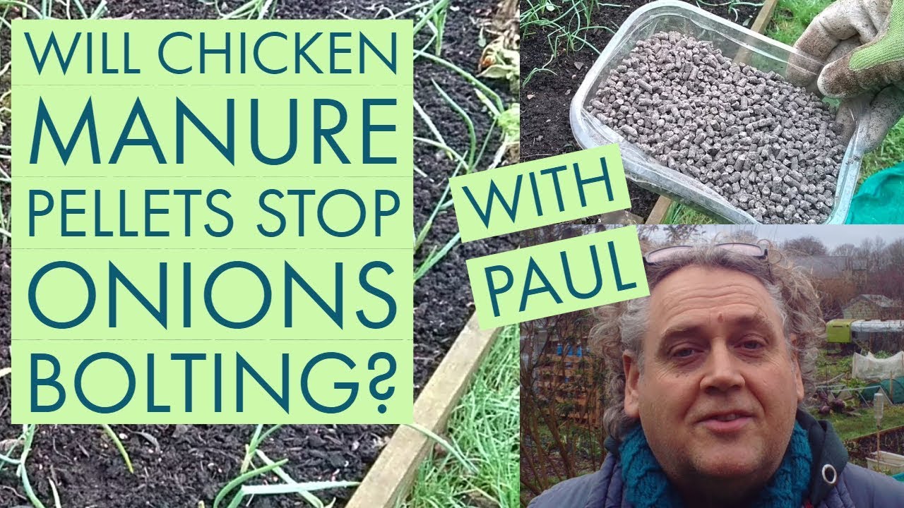 Will Chicken Manure Pellets Stop Our Onions Bolting? Feb 2019 YouTube