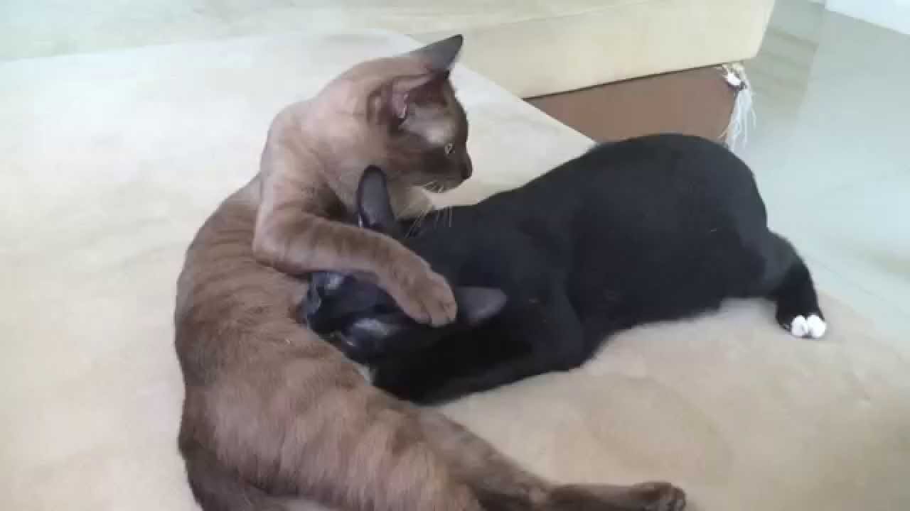 Female cat feeding empty milk to her adopted child