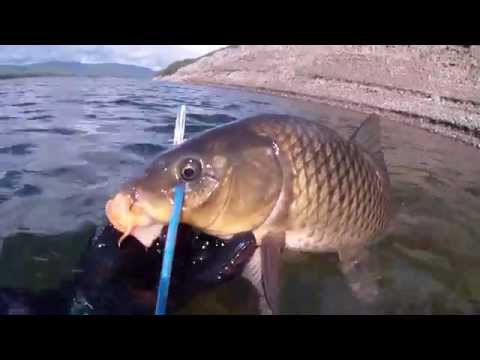 Сазан на красноярском водохранилище видео Сазан на красноярском водохранилище видео