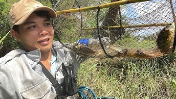 Đặt lờ cá lóc sau cơn lũ quét, dính quá trời #lờcácảitiến 