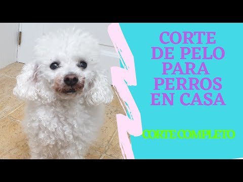 Video: Pautas de corte de pelo de caniche tradicional