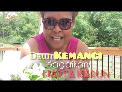 Daun KEMANGI Bagaikan