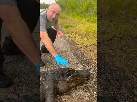 Video: Zijn er alligators in Texas?