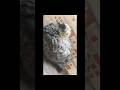 Shortsviral hgstudio youtube youtubeshorts ytshorts pigeon