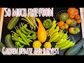 So Much Free Food! (Garden Update)