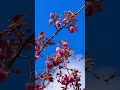 Spring blossoms in full bloom 🌸