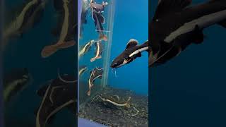 Red Tail Catfish Aquarium Setup