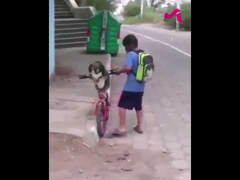 Niño coloca mascarilla a su perro para protegerlo del COVID-19