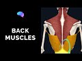 Muscles of the Back (3D Anatomy Tutorial)