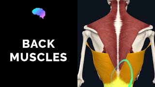 Muscles Of The Back (3D Anatomy Tutorial) | Ukmla | Cpsa