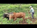 कति रमाइलाे गाउँघर पानी पँधेराे किसानीकाे काम । Happy village life | Fal Thapa