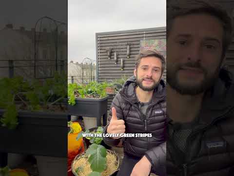 Video: Dykumos pomidorų pasirinkimas: populiarios sausrai atsparių pomidorų veislės