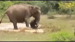 Mom elephant saves baby elephant from a crocodile | Yala - Sri Lanka