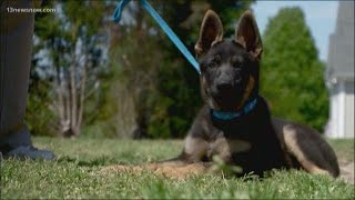 Smithfield puppy training to be VFW service dog