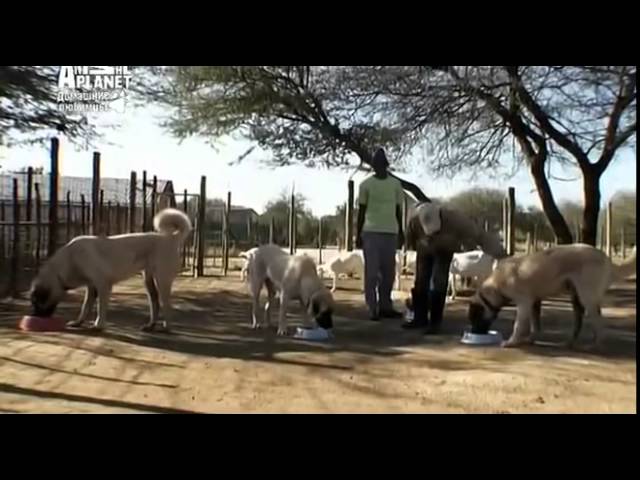 Анатолийская овчарка