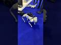 Robot dog 😱 #shorts