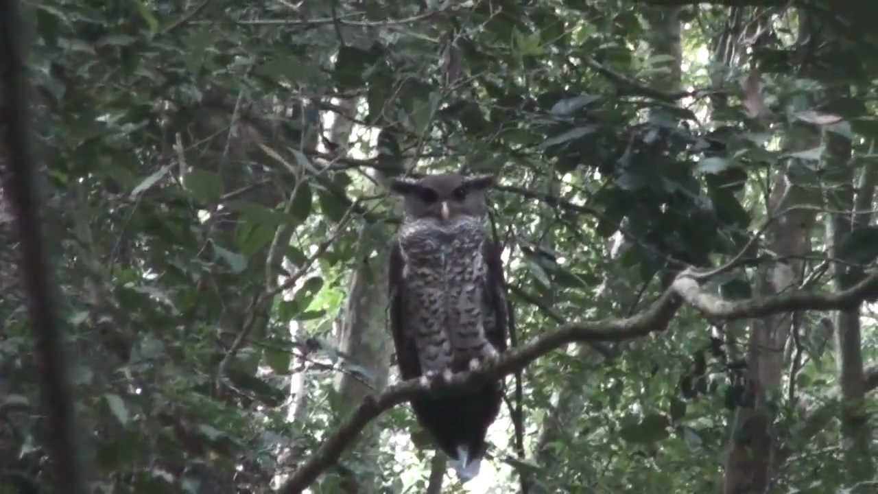 Forest Eagle Owl - Tropical Jungle Photography