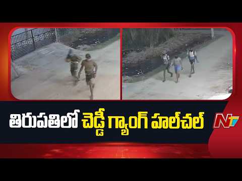 Tirupati: తిరుపతి శివార్లలో చెడ్డీ గ్యాంగ్ హల్⁪చల్ | NTV Telugu - NTVTELUGU