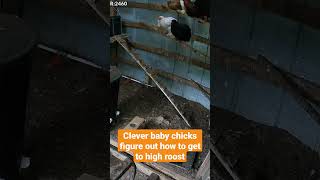 These Smart Baby Chicks Come Up With A Way To Get Up To Momma Hen On The Higher Roost chickens