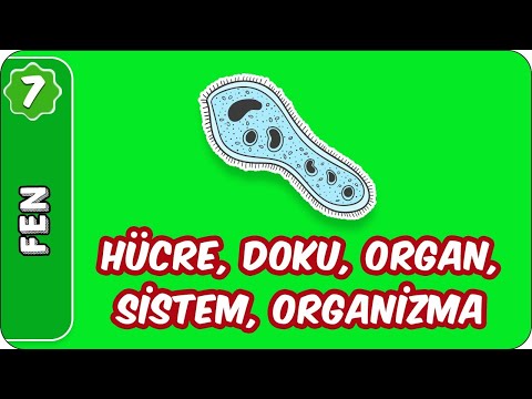 Video: Tek hücreli organizma ne yapar?