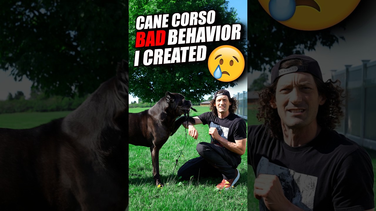 The Dangerous Mistake I Made With My Cane Corso #canecorso #dogtraining