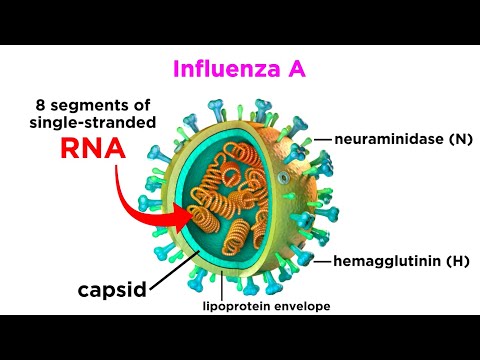 Video: Er Influenza Farlig?