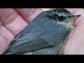 Saving the Little Nuthatch