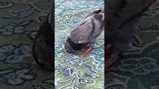 Secde Eden Güvercin