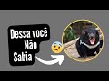 A verdade é que você não é a única pessoa preocupada com Diabo da Tasmânia #vocesabia #viral #yt