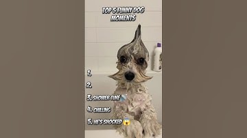 Ranking Funny Dog Videos! #funny #dog #shorts
