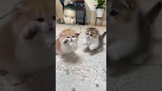 #有趣的时刻 #爱猫的人们 #搞笑的猫 #funny #小猫们 #pets #kitten #有趣 #funnymoments #宠物