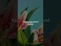 Canva Serif and Sans Serif Font Pairings #CanvaFontCombos #canvafontcombinations #CanvaFonts