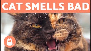 My CAT SMELLS VERY BAD ‍ (Why and What to Do)