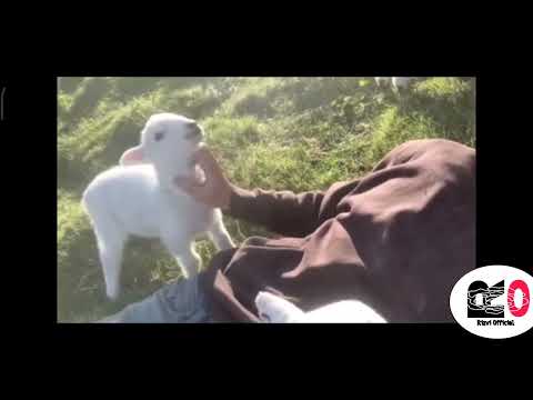 cute lamb need attention