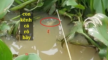 Câu cá rô, tê với bầy cá rô (video 102)@3ruong fishing 