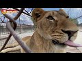 Семейная жизнь серьезного льва 😉 Тайган. Lions life in Taigan.