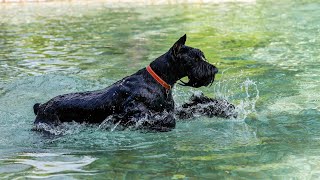 My dog swims for the first time | Giant Schnauzer by Life With Giant Schnauzers 3,643 views 10 months ago 1 minute, 36 seconds