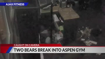 Two bears break into Aspen gym