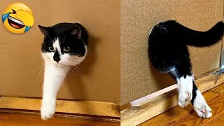 Funniest Animals 😄 New Funny Cats and Dogs Videos 2024 😹🐶 #284 by Pets Viewers 210 views 4 days ago 8 minutes, 26 seconds