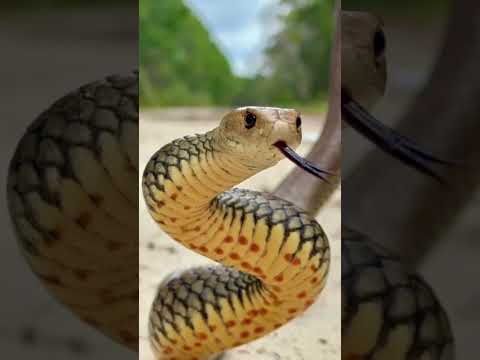 Up Close with the Eastern Brown Snake!