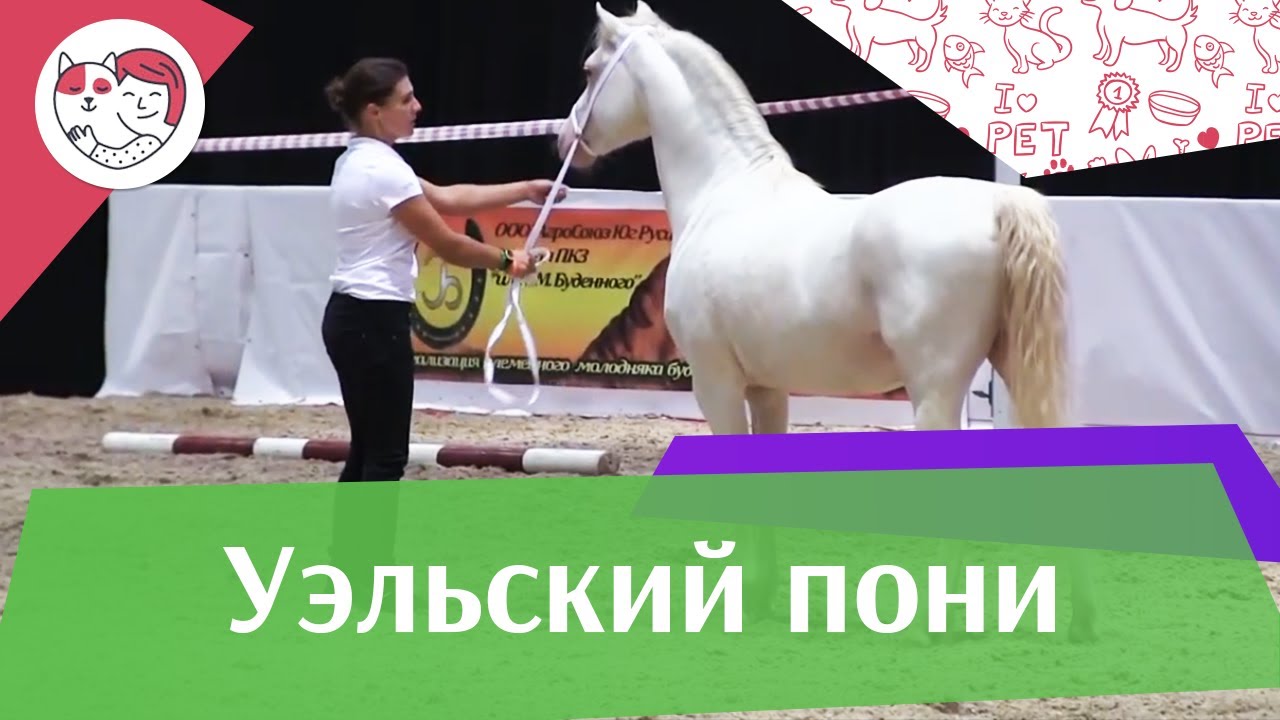 питомцы кукол лол Уэльский пони ЭКВИРОС 2016 на ilikepet