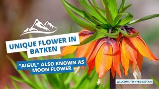 Unique Flower In Batken - Aigul Also Known As Moon Flower Welcome To Kyrgyzstan