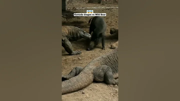Wild Boar Attack Komodo Dragon |Komodo vs Wild Boar| 😱 #shorts #animals #viral