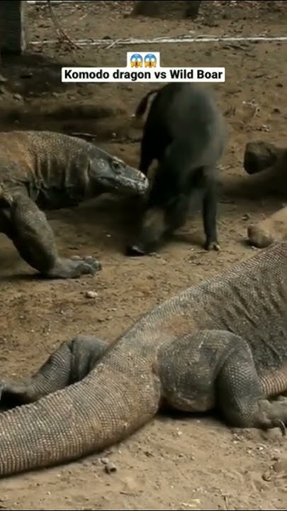 Wild Boar Attack Komodo Dragon |Komodo vs Wild Boar| 😱 #shorts #animals