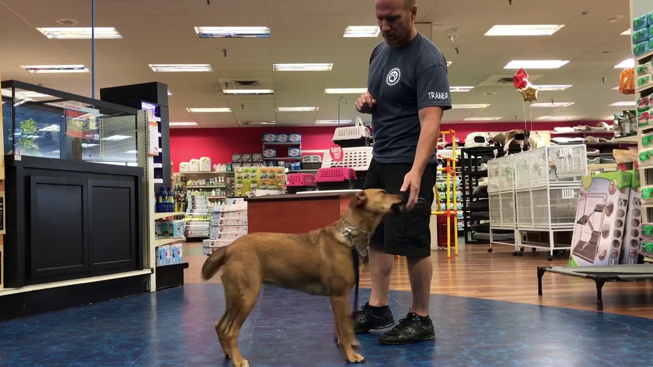 Group Class At Pet Store YouTube Group Class At Pet Store YouTube