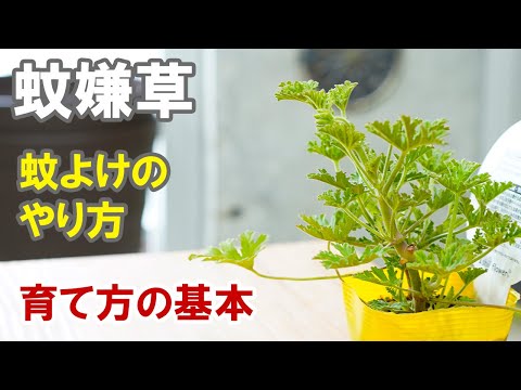 蚊とりゼラニウムの育て方　蚊嫌草やセンテッドゼラニウムとも呼ばれます