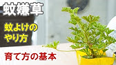 ローズゼラニウムの剪定 デンのハーブガーデンより 自然のハーバルライフ Youtube ローズゼラニウムの剪定 デンのハーブガーデンより 自然のハーバルライフ Youtube