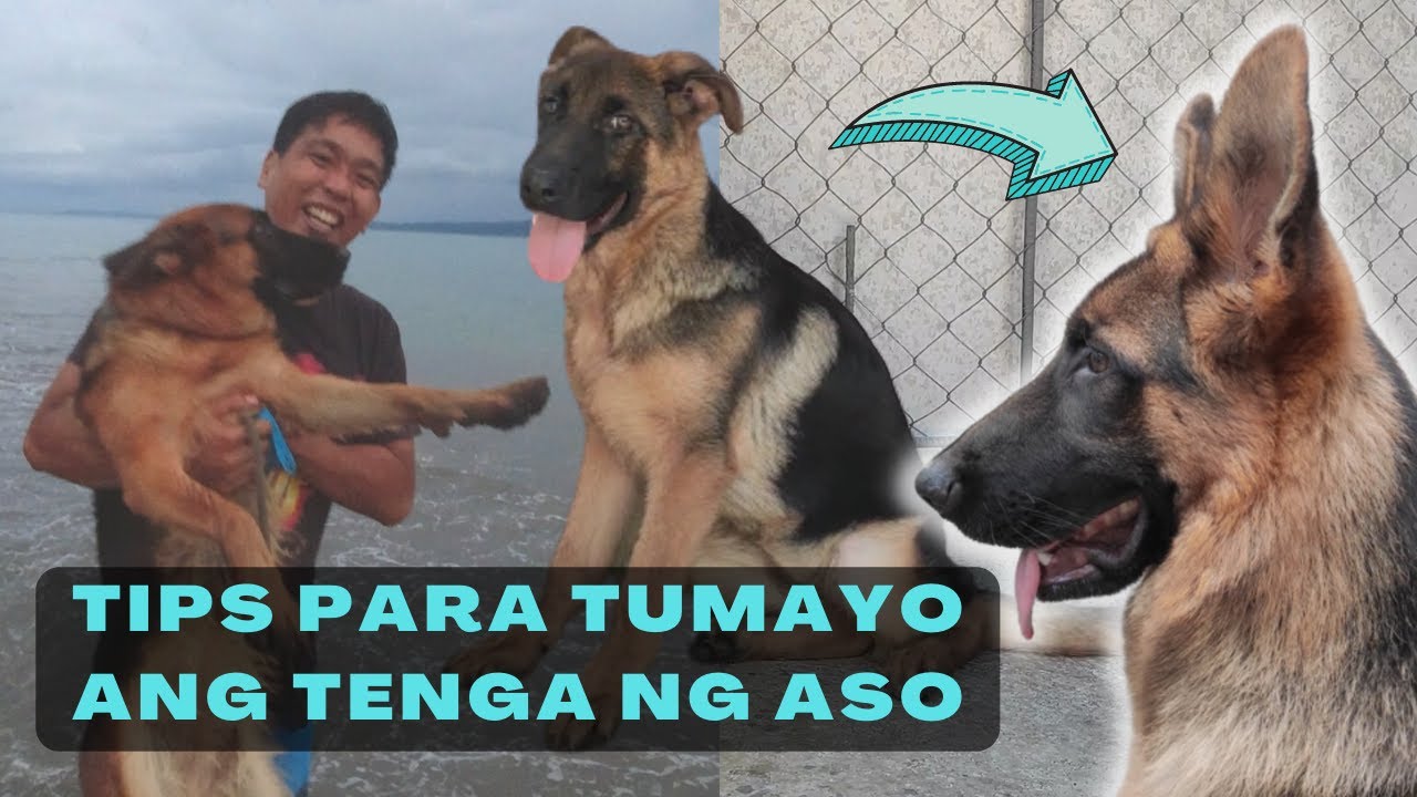 Vlog 108: BM/GSD NA BAGSAK ANG TENGA, ANO ANG DAPAT GAWIN? #belgianmalinois #germanshepherd #dog
