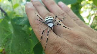 Паук-оса или Аргиопа брюнниха (Argiope bruennichi), на руке и винограде.