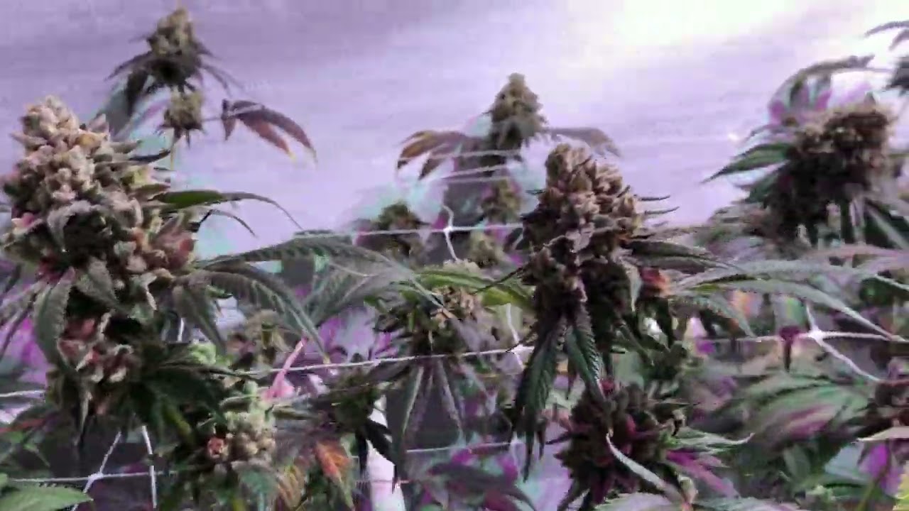 Watermelon Zkittlez 🌈🍉 | Frosty Flowers & Candy Terps (Grow Video)